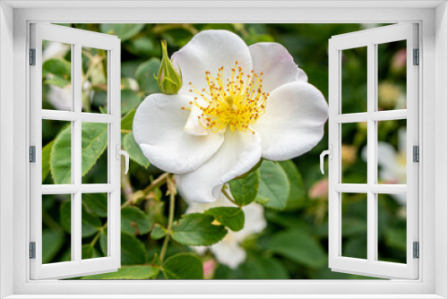 Fototapeta Naklejka Na Ścianę Okno 3D - White roses in the flower garden
