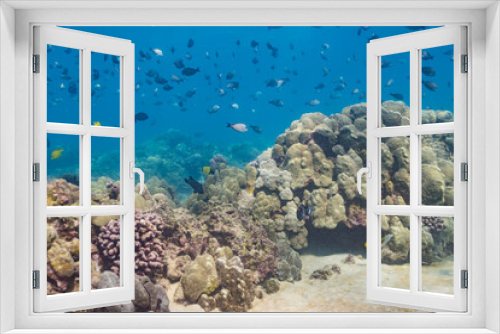 Fototapeta Naklejka Na Ścianę Okno 3D - School of fish swimming over coral reef in tropical ocean