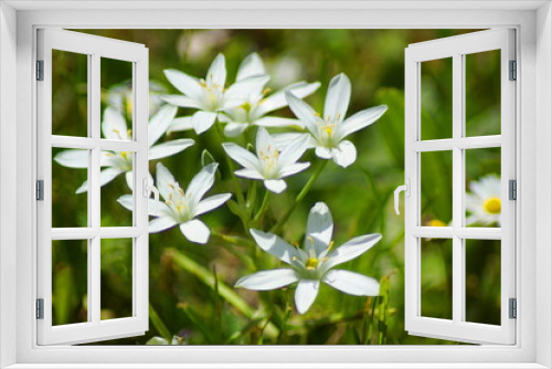 Fototapeta Naklejka Na Ścianę Okno 3D - Hübsche weiße Blumen mit weißen Blüten auf einer Wiese in der Natur