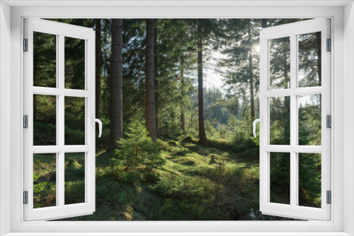 Fototapeta Naklejka Na Ścianę Okno 3D - Zachodzące słońce oświetlające swym blaskiem świerkowy, górski las.