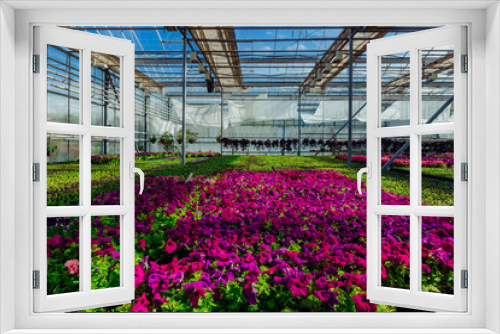Fototapeta Naklejka Na Ścianę Okno 3D - Purple petunia flowers grown in modern greenhouse