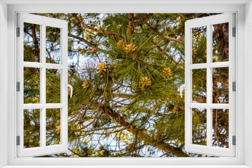 Fototapeta Naklejka Na Ścianę Okno 3D - A Multitude of Pine Cones