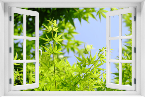 Fototapeta Naklejka Na Ścianę Okno 3D - 太陽に照らされる新緑の森