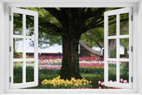 Fototapeta Naklejka Na Ścianę Okno 3D - Tulipe