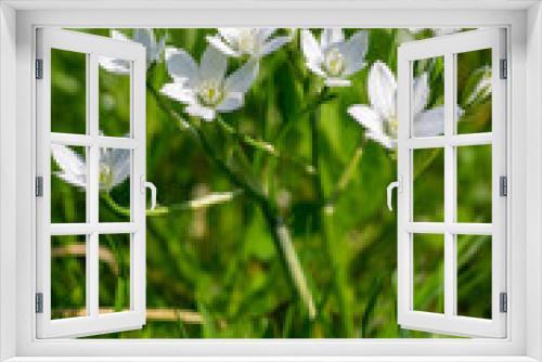 Fototapeta Naklejka Na Ścianę Okno 3D - Ornithogalum umbellatum garden star-of-Bethlehem flowers in bloom, grass lily white flowering bulbous plants