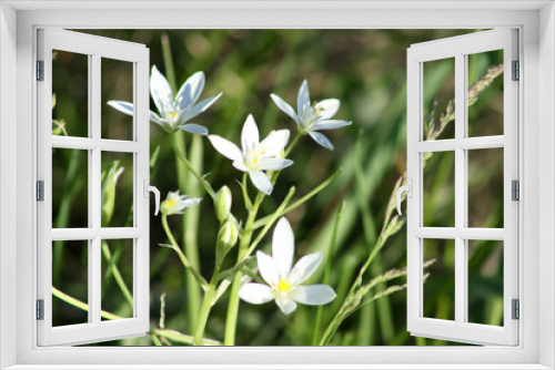 Fototapeta Naklejka Na Ścianę Okno 3D - four garden star-of-bethlehem flowers close-up view with green background