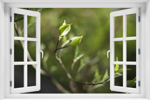 Fototapeta Naklejka Na Ścianę Okno 3D - Liście zielone na drzewie