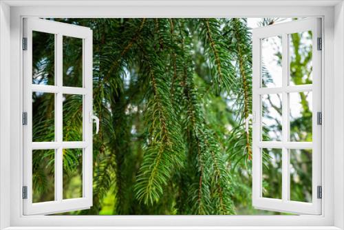 Fototapeta Naklejka Na Ścianę Okno 3D - fir branch with fresh green