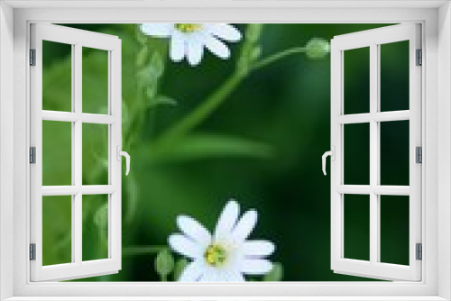 Fototapeta Naklejka Na Ścianę Okno 3D - Greater starwort flowers and fern, beauty of fragile, white spring flowers