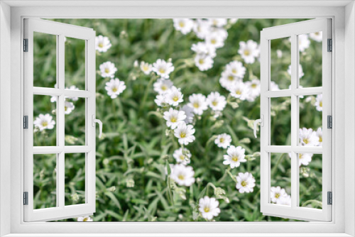 Fototapeta Naklejka Na Ścianę Okno 3D - Beautiful white flowers against the background of green plants. Summer background