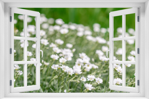 Fototapeta Naklejka Na Ścianę Okno 3D - Beautiful white flowers against the background of green plants. Summer background