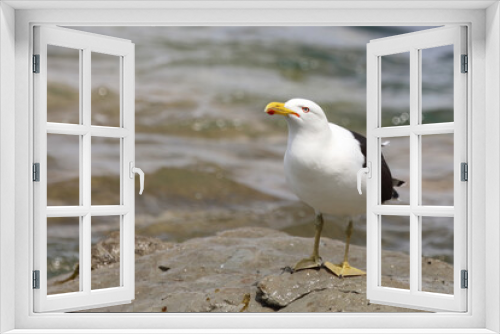 Fototapeta Naklejka Na Ścianę Okno 3D - Dominikanermöwe / Southern black-backed gull / Larus dominicanus