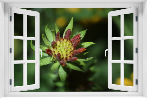 Fototapeta Naklejka Na Ścianę Okno 3D - red and green macro flower bud