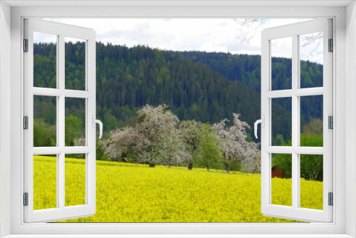 Fototapeta Naklejka Na Ścianę Okno 3D - blühendes Rapsfeld und blühende Obstbäume im Schwarzwald