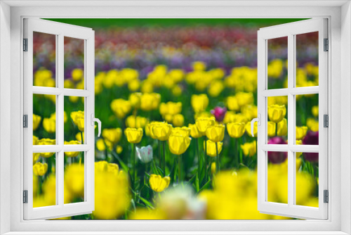 Fototapeta Naklejka Na Ścianę Okno 3D - Background of beautiful yellow tulips in spring