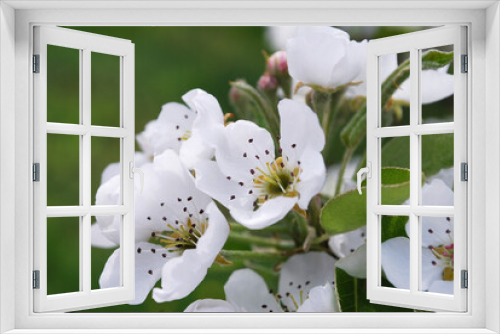 Fototapeta Naklejka Na Ścianę Okno 3D - delicate white pear flowers among green leaves