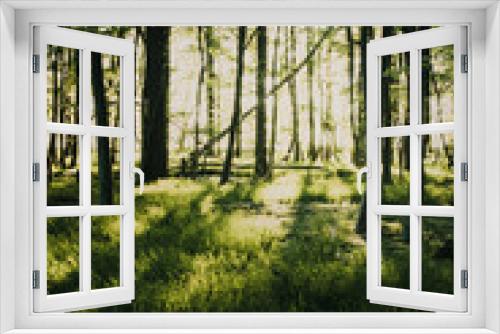 Fototapeta Naklejka Na Ścianę Okno 3D - Magic bright sunset light in the summer forest with long shadows and beautiful green grass nature. Warm light in a woodland evening scene