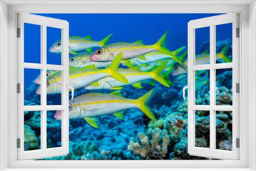 Fototapeta Naklejka Na Ścianę Okno 3D - yellowfin goatfish shool fish on reef