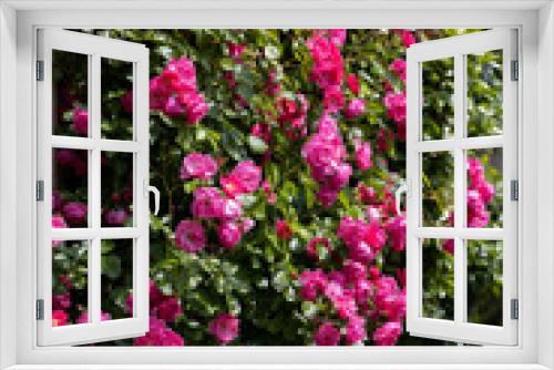 Fototapeta Naklejka Na Ścianę Okno 3D - 京都ぶらり、ピンクのつるバラ