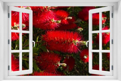 Fototapeta Naklejka Na Ścianę Okno 3D - Flowering of ornamental bushes. Callistemon is beautiful.