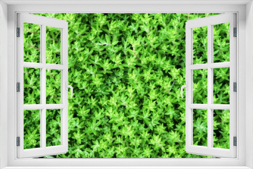 Fototapeta Naklejka Na Ścianę Okno 3D - fresh summer ornamental grass graphic resource top view, close-up of green vegetation covering the ground, natural plant backdrop with detailed texture of spring grassy greenery