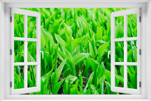 Fototapeta Naklejka Na Ścianę Okno 3D - There are many lilies of the valley growing in the garden. Green leaves of lilies of the valley. Spring, ecology. Alternative medicine concept.