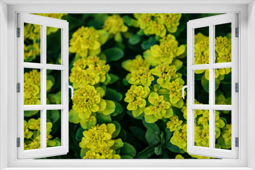 Fototapeta Naklejka Na Ścianę Okno 3D - Im Frühling gibt es bunte Blumen im Blumengarten.