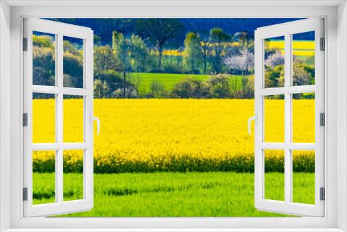 Fototapeta Naklejka Na Ścianę Okno 3D - yellow rapeseed field in spring