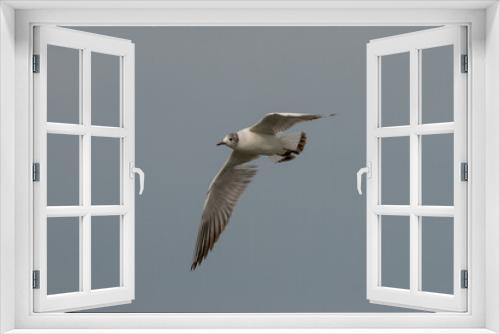 Fototapeta Naklejka Na Ścianę Okno 3D - Flying seagull at the lake of Constance in Switzerland 28.4.2021