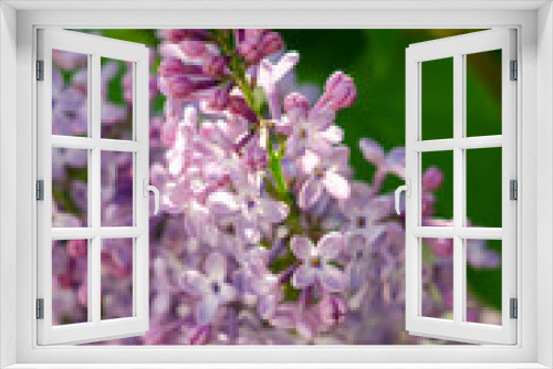 Fototapeta Naklejka Na Ścianę Okno 3D - Lovely flowers of blooming purple lilac in the sun