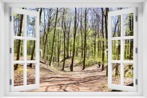 Fototapeta Naklejka Na Ścianę Okno 3D - las bukowy, liście, drzewa, zieleń, przyroda, Park, 