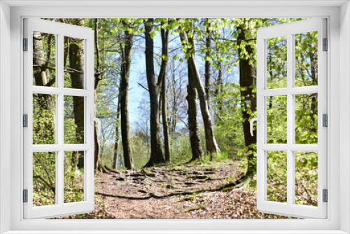 Fototapeta Naklejka Na Ścianę Okno 3D - las bukowy, liście, drzewa, zieleń, przyroda, Park, 