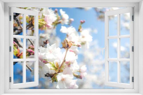 Fototapeta Naklejka Na Ścianę Okno 3D - Beautiful colorful fresh spring flowers with clear blue sky. Cherry blossom bright pastel white and pink colors, summer and spring background full bloom close up