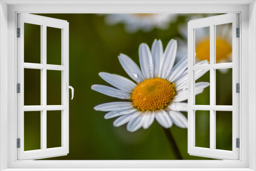Fototapeta Naklejka Na Ścianę Okno 3D - Many marguerites on a meadow of flowers in the garden with nice white petals and white blossoms in full blow as spring flower and summer bloom creating a feeling of relaxation and stress relief