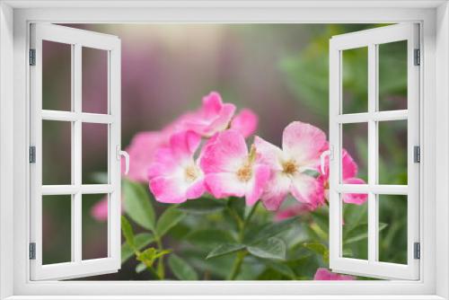 Fototapeta Naklejka Na Ścianę Okno 3D - pink color flower blooming in garden blurred of nature background