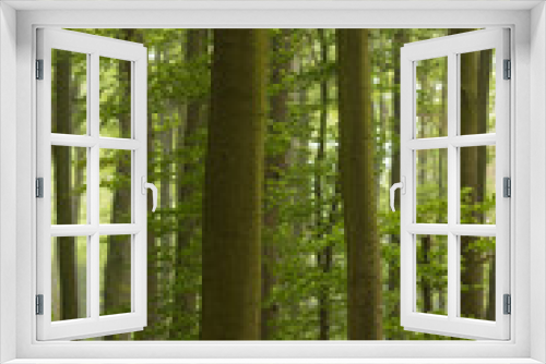 Fototapeta Naklejka Na Ścianę Okno 3D - Natur der Pflanzen