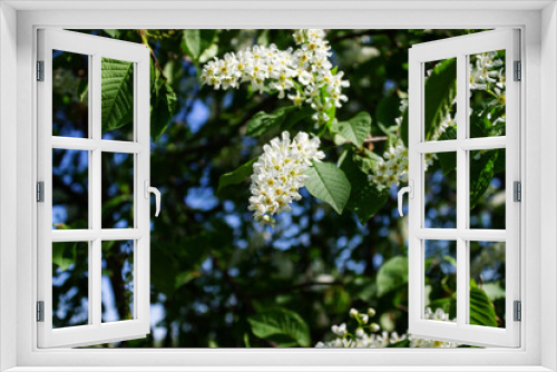 Fototapeta Naklejka Na Ścianę Okno 3D - Blossoming cherry in the spring close-up. A cherry tree against a blue sky.