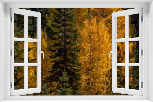 Fototapeta Naklejka Na Ścianę Okno 3D - Pine trees and yellow aspens in the California Fall, along highway 49, USA