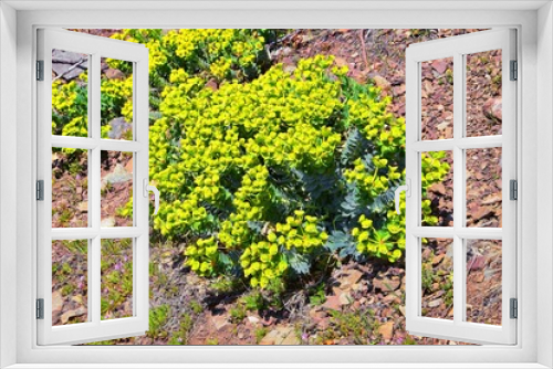 Fototapeta Naklejka Na Ścianę Okno 3D - Upright Myrtle Spurge, Gopher spurge, blue spurge or broad-leaved glaucous-spurge Euphorbia Rigida.  A succulent species of flowering plant in the family Euphorbiaceae. Wasatch Front, Rocky Mountains,