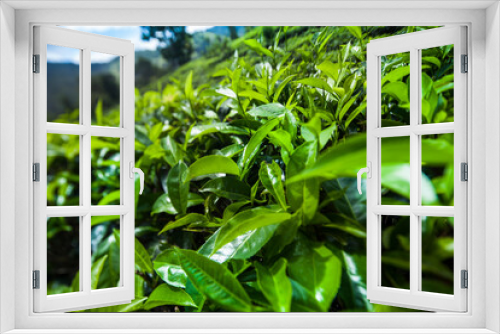 Fototapeta Naklejka Na Ścianę Okno 3D - Beautiful fresh green tea plantation