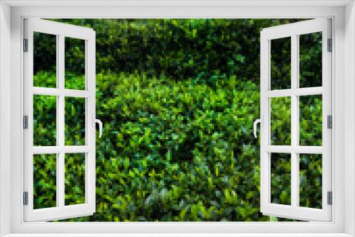 Fototapeta Naklejka Na Ścianę Okno 3D - Field of green tea plantation