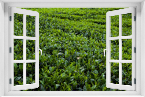 Fototapeta Naklejka Na Ścianę Okno 3D - Asia, Sri lanka. Beautiful fresh green tea plantation