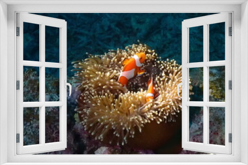 Fototapeta Naklejka Na Ścianę Okno 3D - カップルのクマノミが巣を守る／夜の海底・石垣島