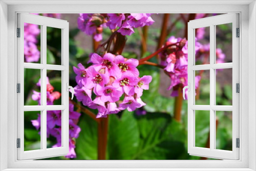 Fototapeta Naklejka Na Ścianę Okno 3D - Pink flower. Flower Name: Candelabrum Primula