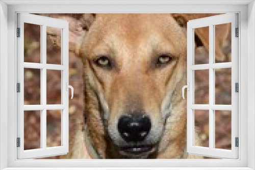 Fototapeta Naklejka Na Ścianę Okno 3D - cute brown dog in nature garden