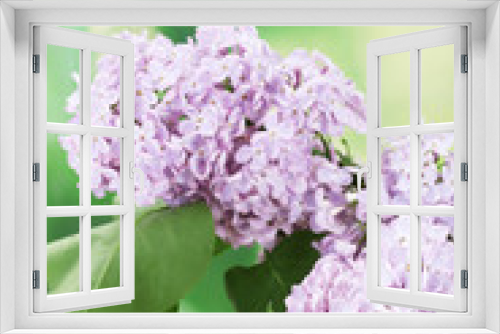 Fototapeta Naklejka Na Ścianę Okno 3D - beautiful lilac flowers on green background