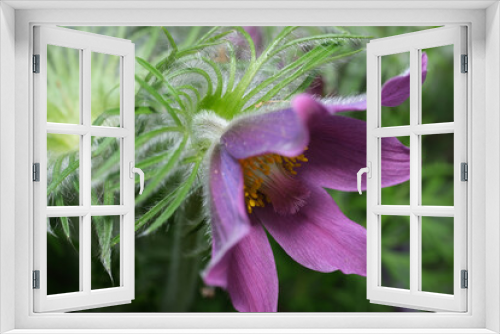 Fototapeta Naklejka Na Ścianę Okno 3D - kwiaty,światło,cięń,działka,ogród,wakacje 2021,7