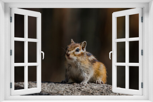 Fototapeta Naklejka Na Ścianę Okno 3D - squirrel in the park