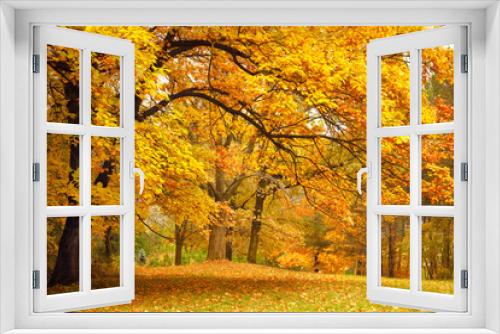 Fototapeta Naklejka Na Ścianę Okno 3D - Autumn / Gold Trees in a park