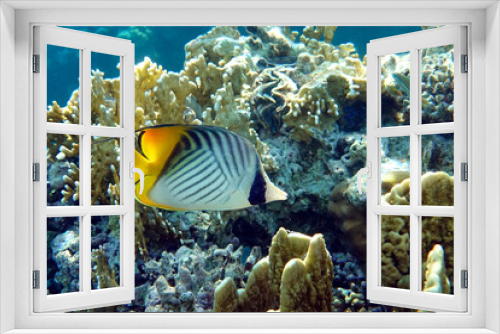 Fototapeta Naklejka Na Ścianę Okno 3D - Coral fish - Threadfin butterflyfish (chaetodon auriga) - Red Sea